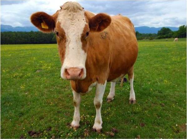 Ngủ mơ thấy con bò là đánh số mấy ? Là điềm hên hay xui ?
