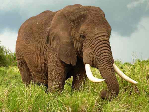 Nằm mơ thấy voi đánh con gì ăn chắc dễ trúng, có điềm báo gì