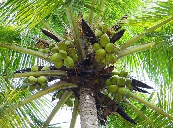 Ngủ mơ thấy cây dừa may hay rủi đánh con gì hợp tuổi phát tài?