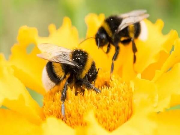 Bí mật đằng sau giấc mơ thấy ong đánh con gì?