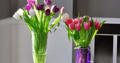 Giải mã bí ẩn giấc mơ thấy hoa tulip