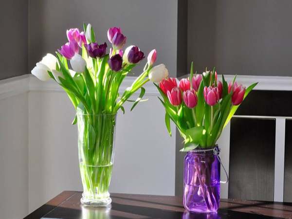 Giải mã bí ẩn giấc mơ thấy hoa tulip