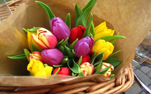 mơ thấy hoa tulip