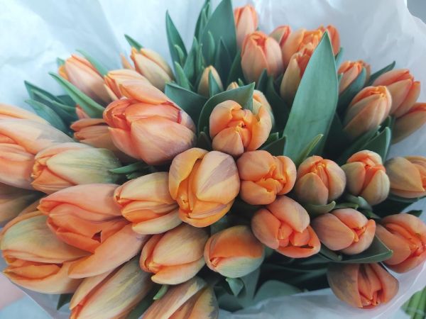 Nhìn thấy hoa tulip liệu có điềm báo gì may mắn tài lộc?