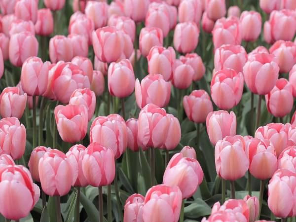 Nhìn thấy hoa tulip liệu có điềm báo gì may mắn tài lộc?