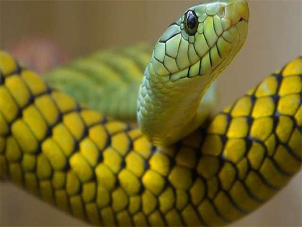 Con số may mắn tuổi Tỵ 23/4/2025