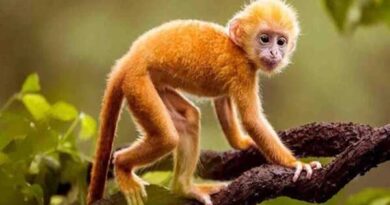 Con số đại cát tuổi Thân 27/6/2025 mang tài lộc tới