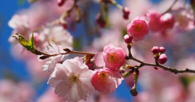 Lý giải ý nghĩa giấc mơ thấy hoa anh đào may hay rủi?