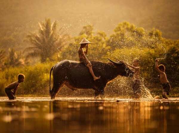 Mơ thấy trâu bị ốm hoặc khó chăn