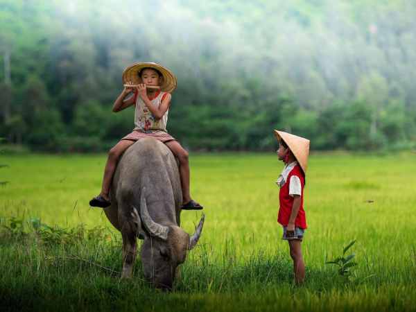 Chiêm bao thấy đi chăn trâu một mình