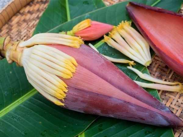 Mơ thấy hoa chuối đỏ