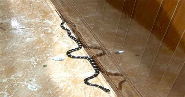 Nằm mơ thấy rắn bò vào nhà cho thấy điềm báo gì