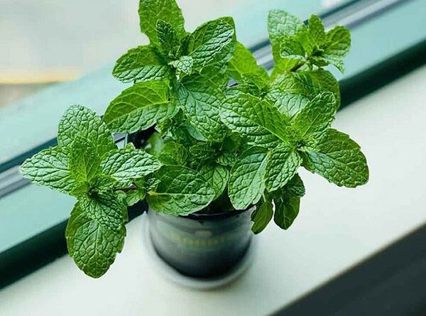 Nằm mơ thấy cây bạc hà nhắc nhở điều gì sắp đến?