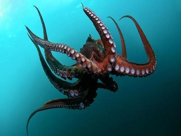 Mộng mị thấy đi mua bạch tuộc