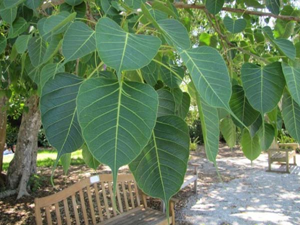 Mộng thấy trồng cây bồ đề