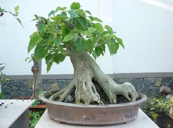 Giấc mơ thấy cây bồ đề báo hiệu điềm gì cho tương lai?