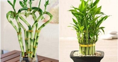 Nằm mơ thấy cây phát tài báo hiệu điềm gì?