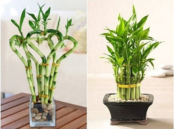 Nằm mơ thấy cây phát tài báo hiệu điềm gì?