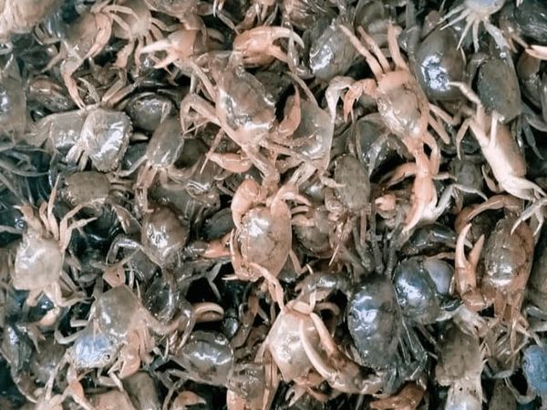 Giấc mơ thấy cua đồng có điềm báo tốt lành hay xui xẻo Giấc mơ thấy cua đồng có điềm báo tốt lành hay xui xẻo