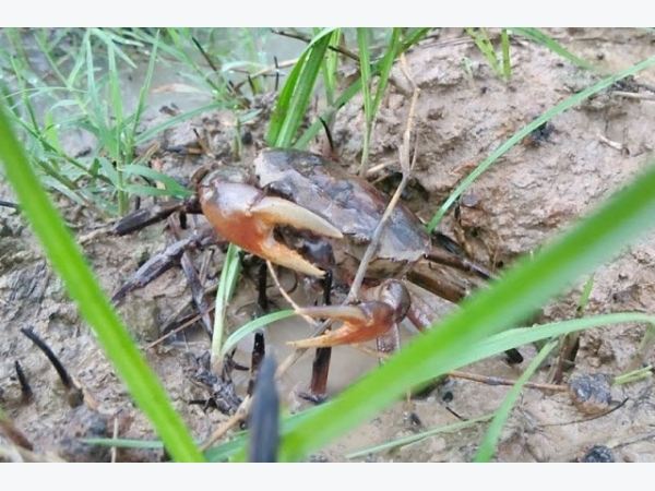 Giấc mơ thấy cua đồng có điềm báo tốt lành hay xui xẻo Giấc mơ thấy cua đồng có điềm báo tốt lành hay xui xẻo