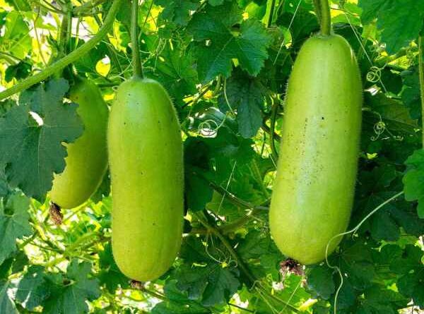 Chiêm bao thấy quả bầu xanh 