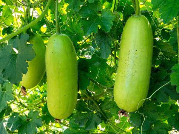 Chiêm bao thấy quả bầu xanh 