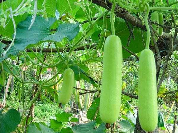 Mơ thấy quả bầu chín mọng, căng tròn