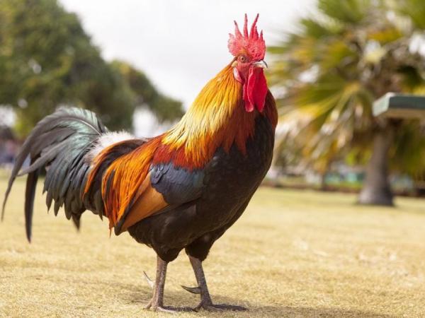 Nằm mơ thấy gà tốt hay xấu có ý nghĩa gì thú vị Nằm mơ thấy gà tốt hay xấu có ý nghĩa gì thú vị