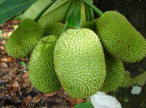 Mơ thấy quả mít chín, nhiều quả mít đánh con gì may mắn