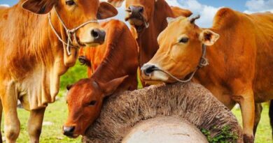 Mẹo hóa hung thành cát khi nằm mộng thấy đàn bò