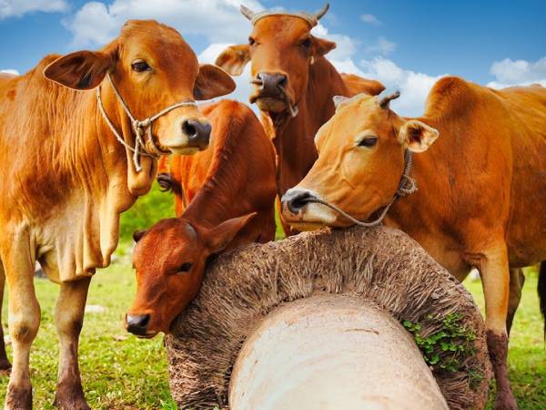 Mẹo hóa hung thành cát khi nằm mộng thấy đàn bò