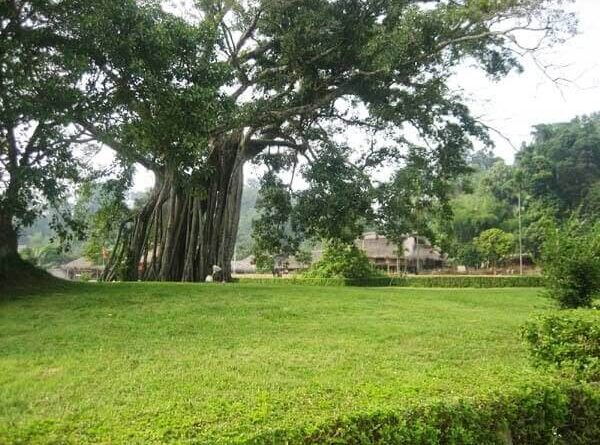 Nằm mơ thấy cây cổ thụ có số gì may mắn có điềm gì
