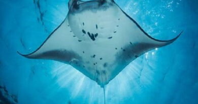 Giấc mơ thấy cá đuối có phải điềm gì báo trước biến động?