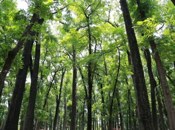 Nằm mơ thấy rừng cây là điềm gì, chọn con gì hên nhất?