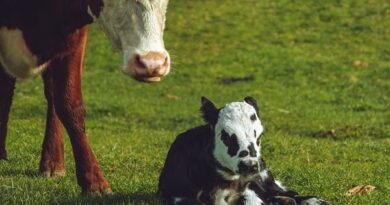 Giải mã nằm mơ thấy bò đẻ là điềm gì, số mấy may mắn?