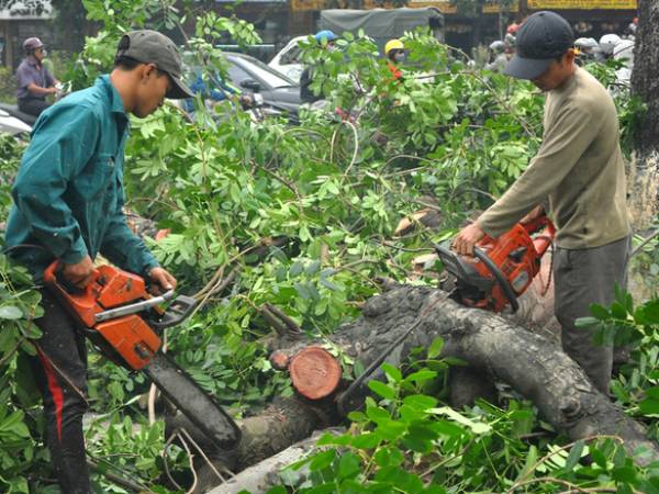 Tìm hiểu ý nghĩa giấc mơ thấy chặt cây là điềm gì?