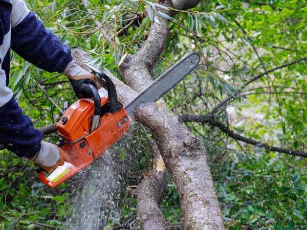 Chiêm bao thấy hàng xóm chặt cây cảnh