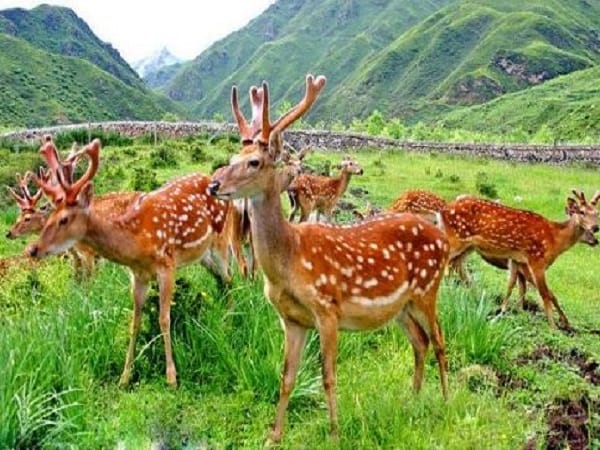 Con hươu có ý nghĩa gì trong tâm linh và phong thủy?