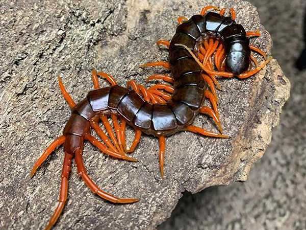 Con rết số mấy trong quan niệm tâm linh?