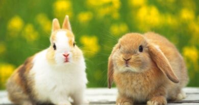 Lý giiar nằm mơ thấy con thỏ số mấy vượng phát tài lộc?