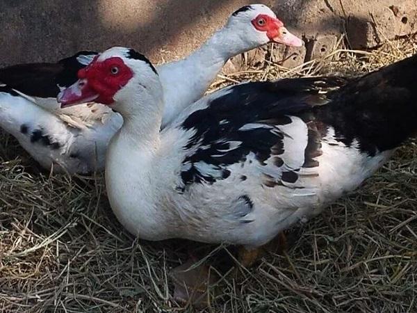 Ý nghĩa của con ngan trong cách luận số