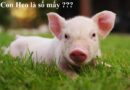 con heo số mấy