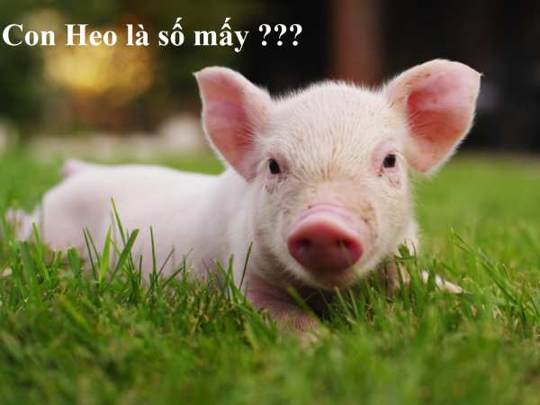 Con heo là số mấy theo biểu tượng học con heo số mấy