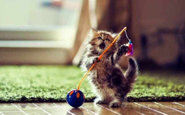 uận giải nằm mơ thấy nuôi mèo là điềm gì chi tiết?