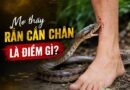 Sự thật nằm mơ thấy rắn cắn chân là điềm gì ai cũng sợ? Nằm mơ thấy rắn cắn chân là điềm gì dưới góc nhìn phong thủy?