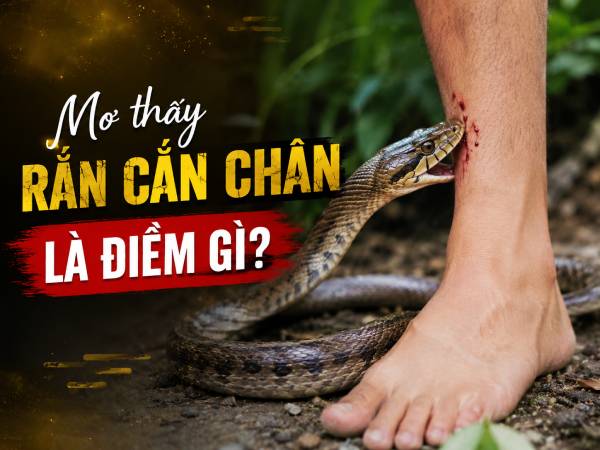 Nằm mơ thấy rắn cắn chân là điềm gì dưới góc nhìn phong thủy?