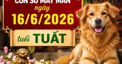 Luận giải con số may mắn ngày 16/6/2026 tuổi Tuất theo từng năm sinh