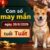 Luận giải những con số may mắn ngày 30/6/2026 tuổi Tuất